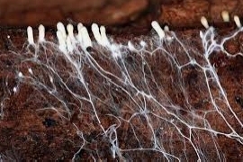 Mycelium seen from below the surface